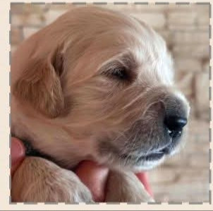 Les chiots de Golden Retriever