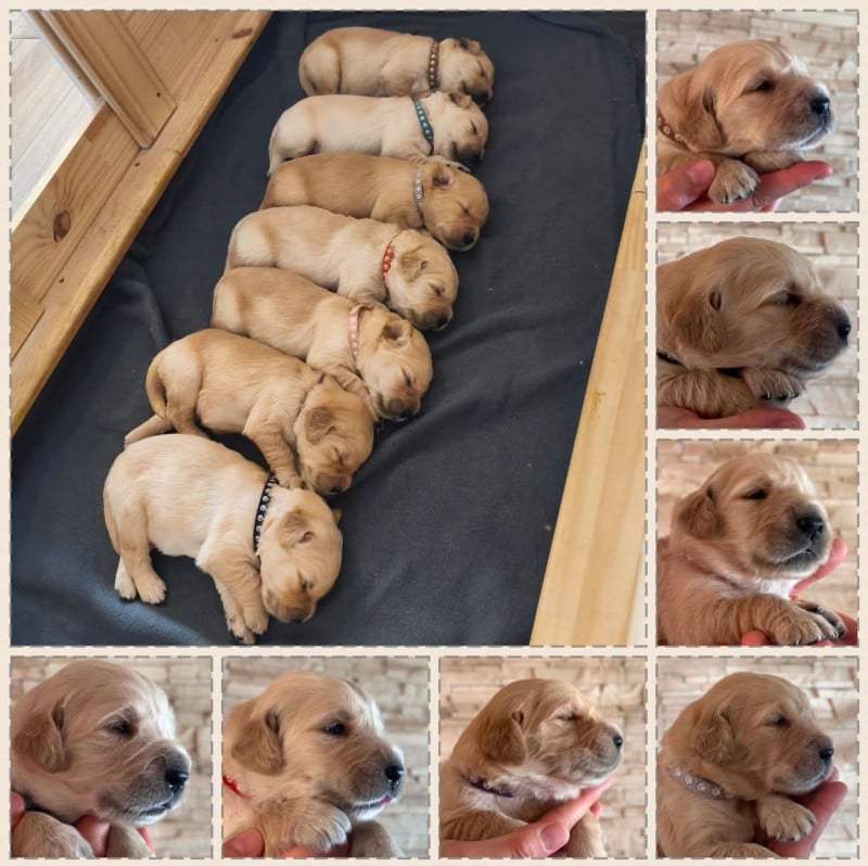 Golden Retriever - Du Jardin Secret D'amina
