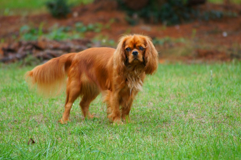 Publication : De Kroquant Auteur : Dominique Poumeyrol