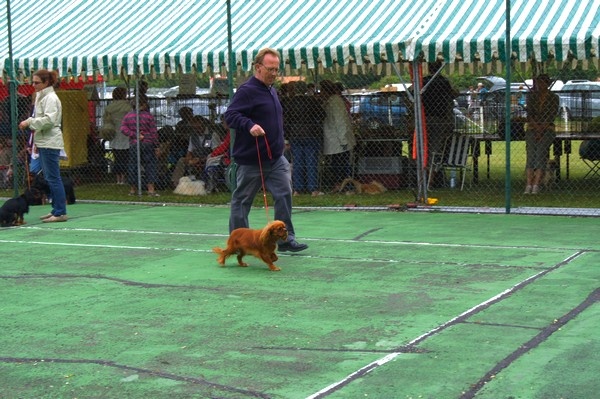 Gin fizz De passeriphane - CLASSE JEUNE : 2ème excellent