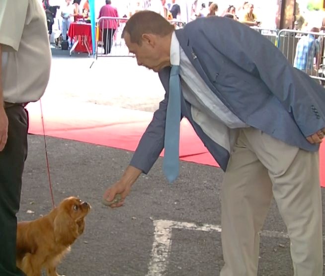 Gin fizz De passeriphane - EXCELLENT Classe Jeune