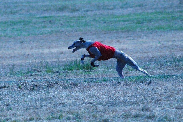 Ds hébé-clodia  dite kyo Du Cèdre Bleu De Monette