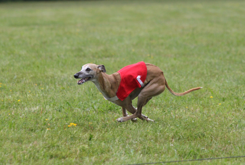 Bas-relief dit  bali Du Cèdre Bleu De Monette