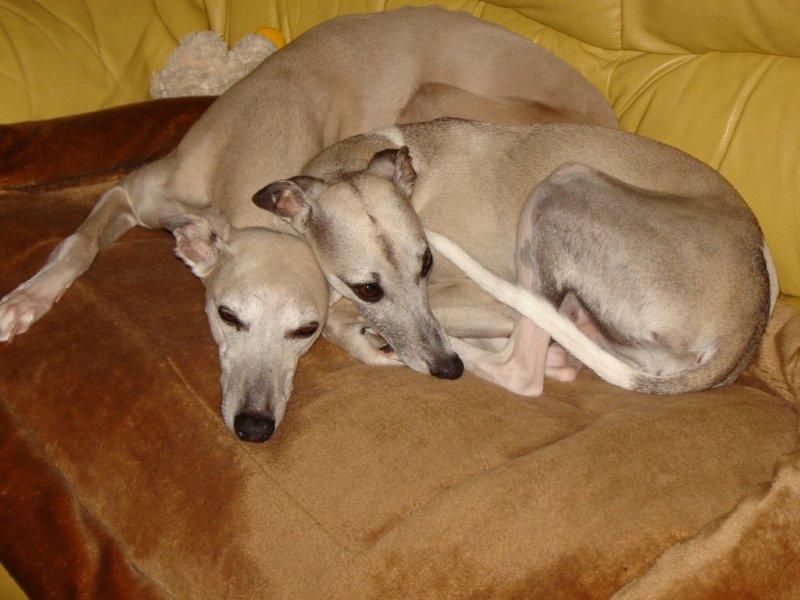 Ds hébé-clodia  dite kyo Du Cèdre Bleu De Monette