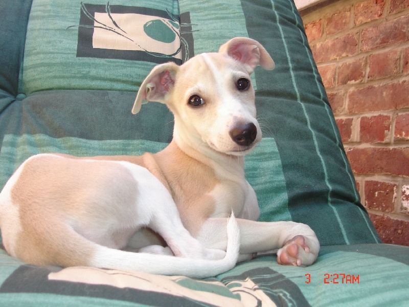 Braisie l' hyène dite baïka Du Cèdre Bleu De Monette