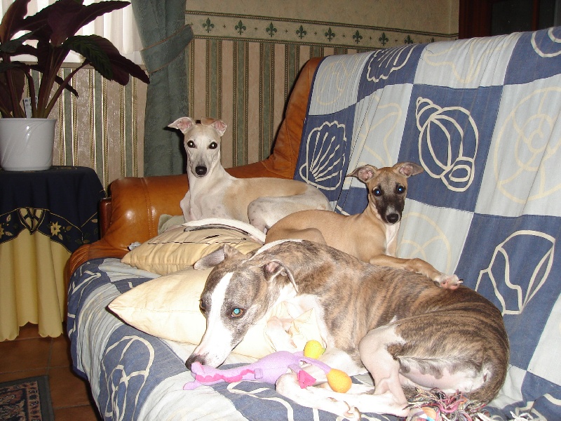 Braisie l' hyène dite baïka Du Cèdre Bleu De Monette