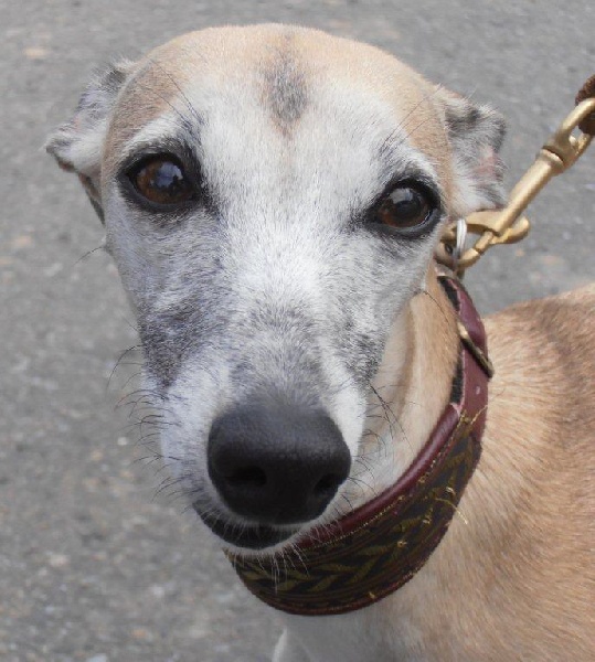 Dyvinn' ithée dite duchesse Du Cèdre Bleu De Monette