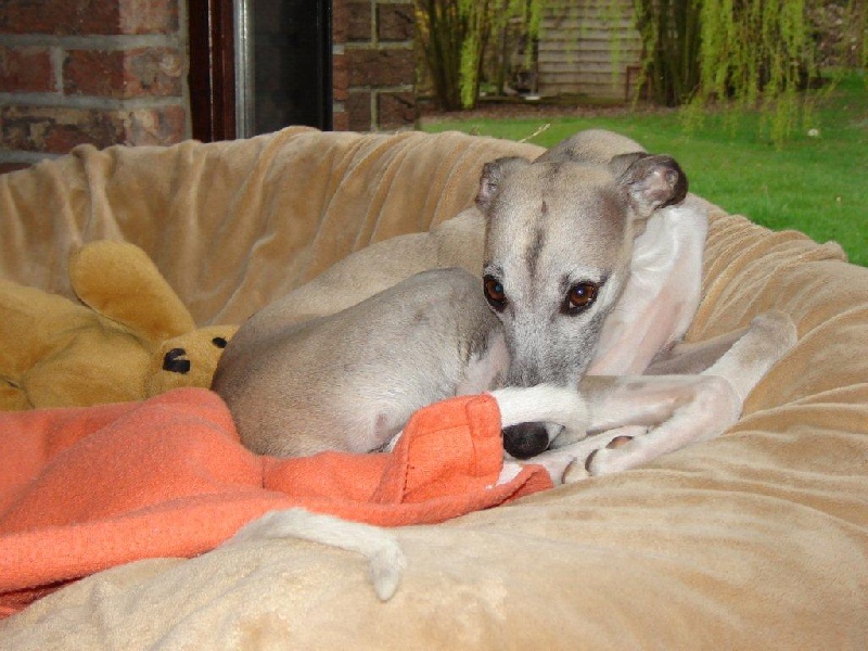 Ds hébé-clodia  dite kyo Du Cèdre Bleu De Monette