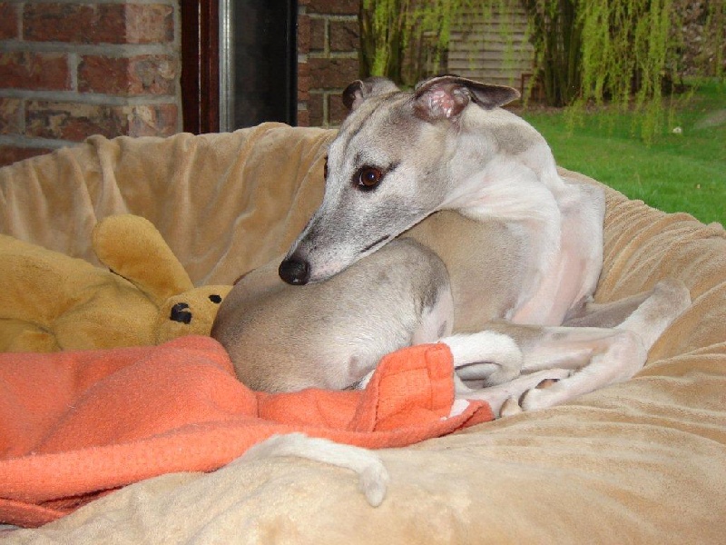 Ds hébé-clodia  dite kyo Du Cèdre Bleu De Monette