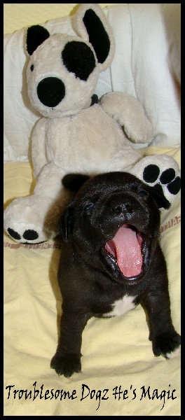 Publication : Troublesome Dogz Auteur : Cobos Franck