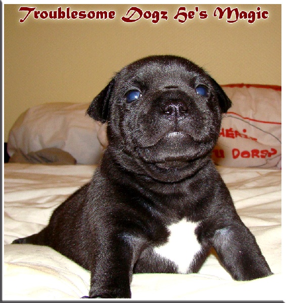 Publication : Troublesome Dogz Auteur : Cobos Franck