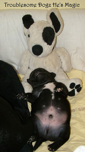 Publication : Troublesome Dogz Auteur : Cobos Franck