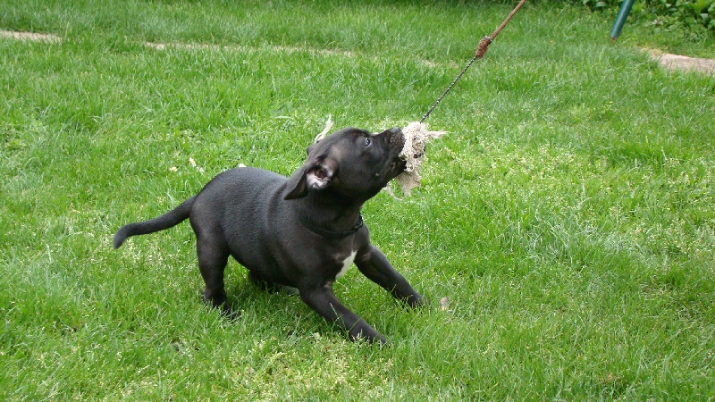 Publication : Troublesome Dogz Auteur : Cobos Franck