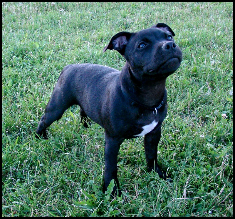 Publication : Troublesome Dogz Auteur : Cobos Franck