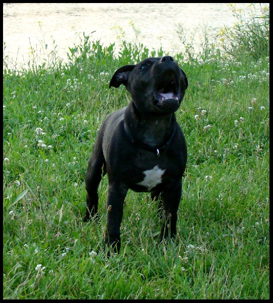 Publication : Troublesome Dogz Auteur : Cobos Franck