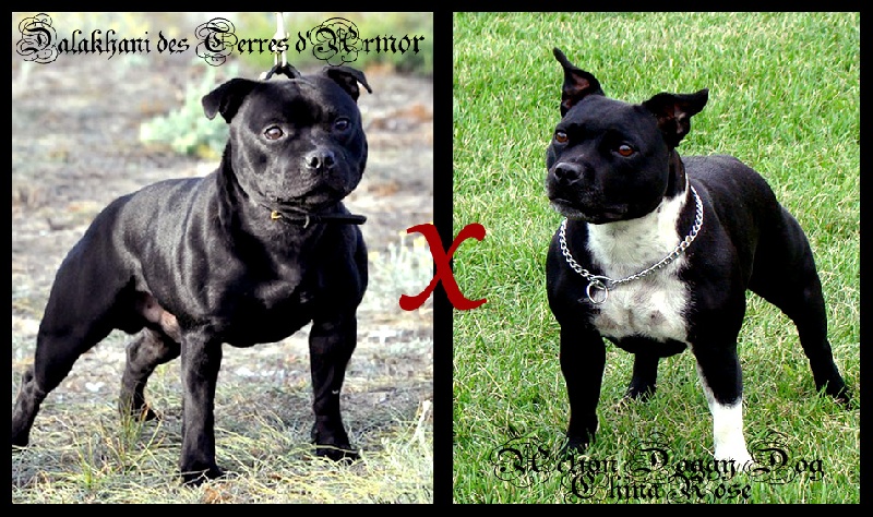 Publication : Troublesome Dogz Auteur : Cobos Franck