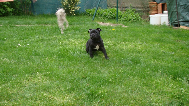 Publication : Troublesome Dogz Auteur : Cobos Franck