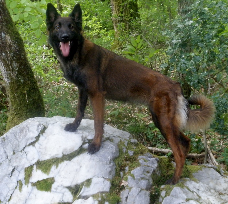 Publication : Des Terres Bretonnes Auteur : TERRES BRETONNES