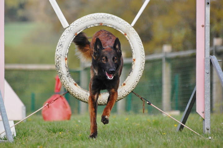 Publication : Des Terres Bretonnes Auteur : TERRES BRETONNES