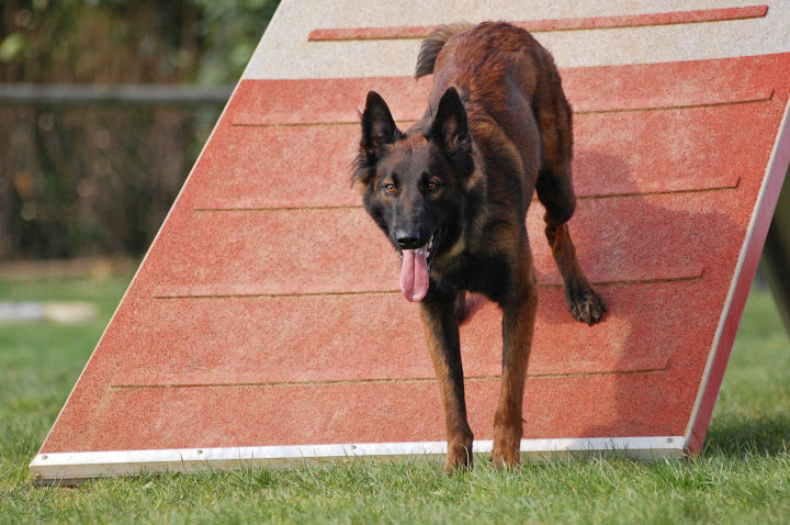 Publication : Des Terres Bretonnes Auteur : TERRES BRETONNES