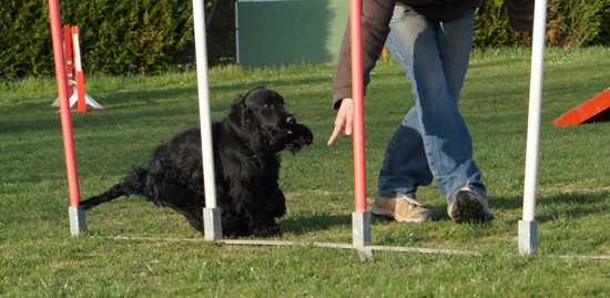 Publication : Du Paradis D'oliver