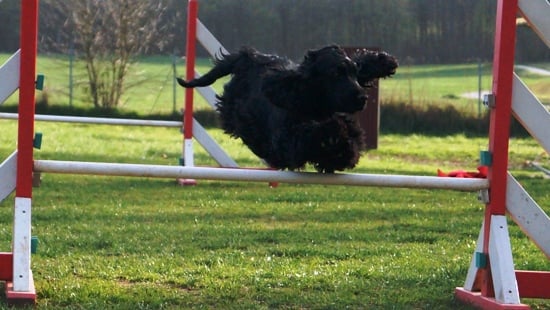 Publication : Du Paradis D'oliver