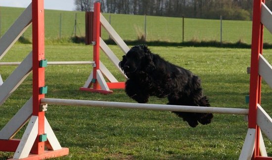 Publication : Du Paradis D'oliver