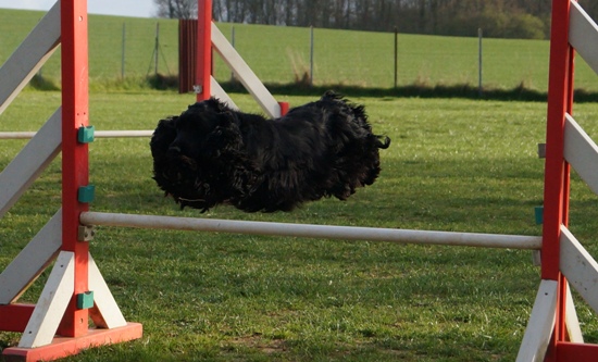 Publication : Du Paradis D'oliver