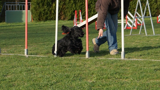 Publication : Du Paradis D'oliver