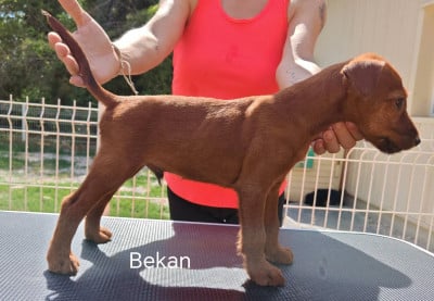 Les chiots de Irish Terrier