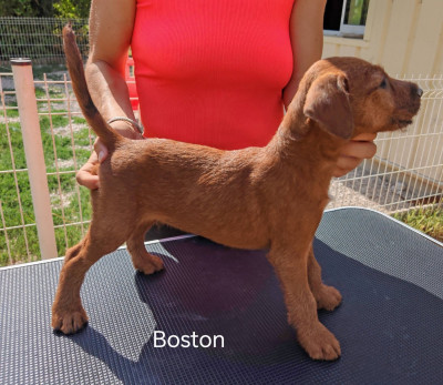 Les chiots de Irish Terrier
