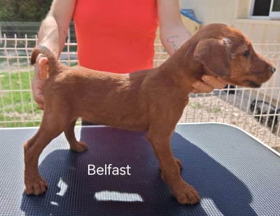 Les chiots de Irish Terrier