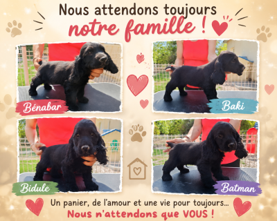 Les chiots de Cocker Spaniel Anglais