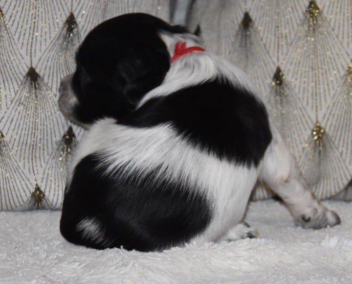 ALZA DU GRAND ETRICHER