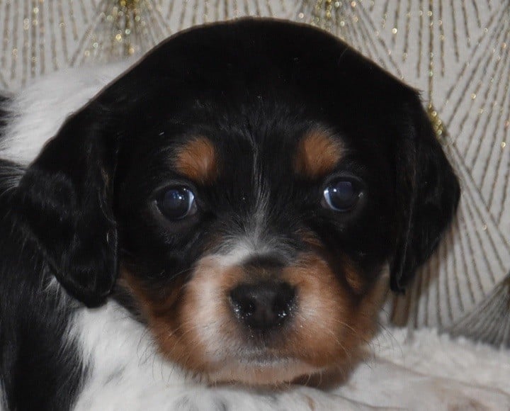 A.................DU GRAND ETRICHER