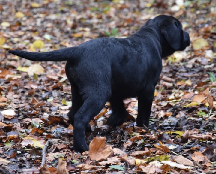 A...............DU GRAND ETRICHER