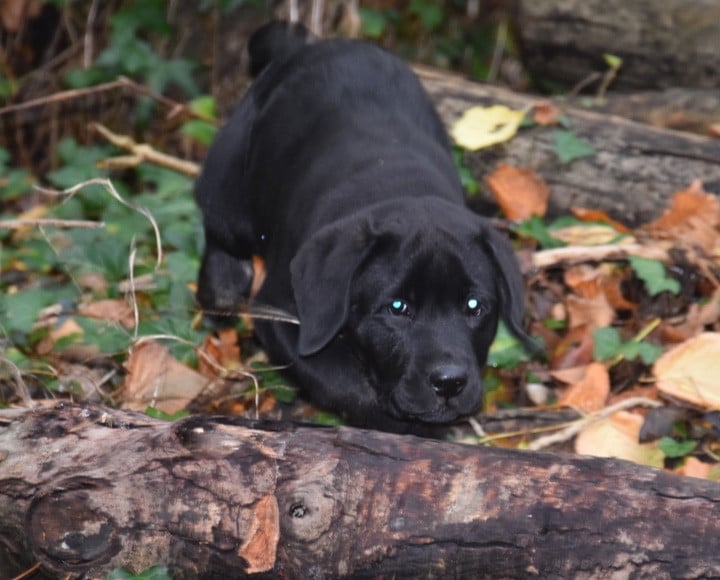 A...............DU GRAND ETRICHER