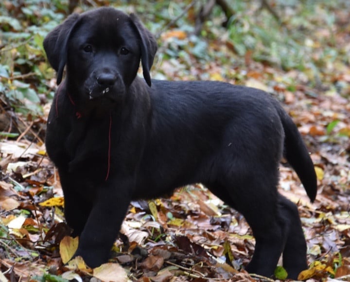 ALBA DU GRAND ETRICHER