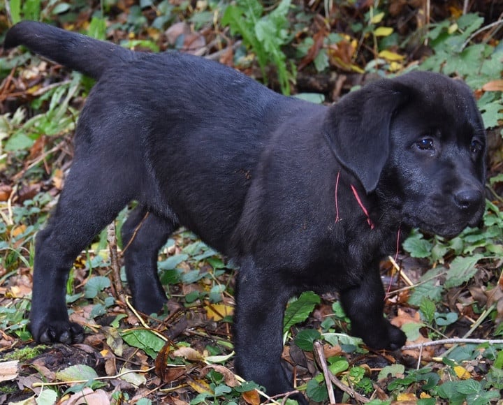 ALBA DU GRAND ETRICHER