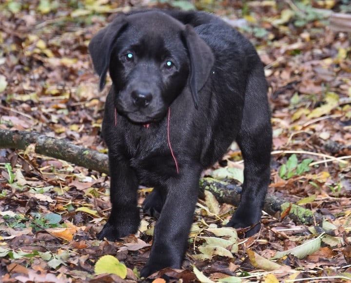 ALBA DU GRAND ETRICHER
