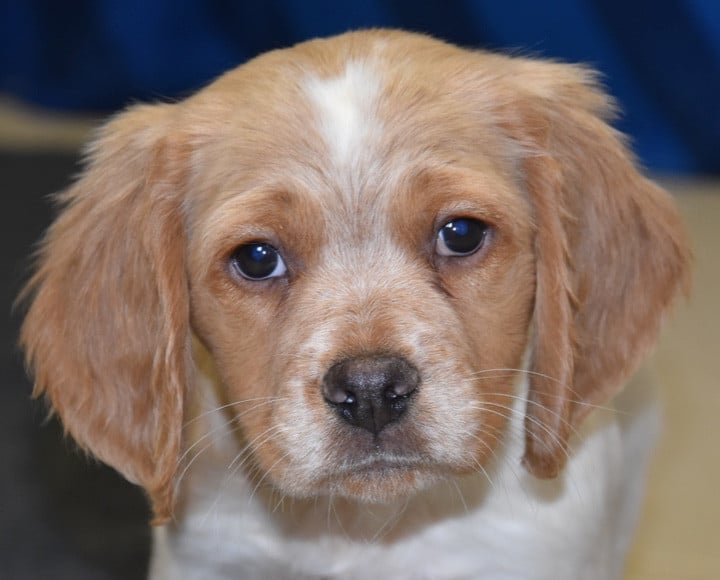 A................DU GRAND ETRICHER