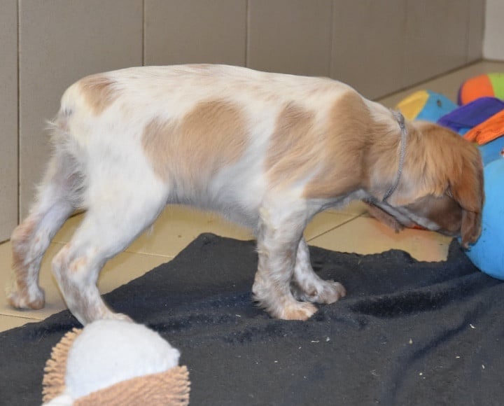 A................DU GRAND ETRICHER