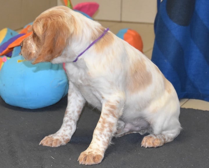 A...............DU GRAND ETRICHER