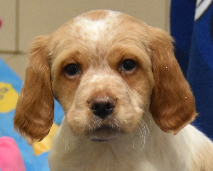 A...............DU GRAND ETRICHER