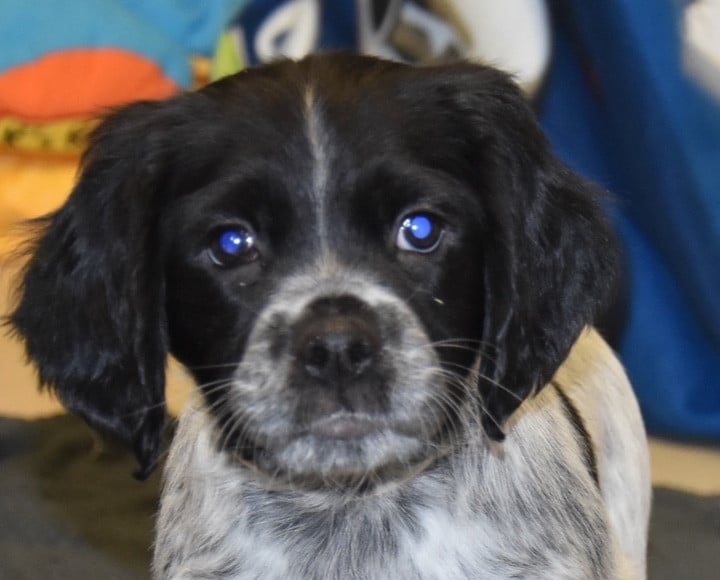 A...............DU GRAND ETRICHER