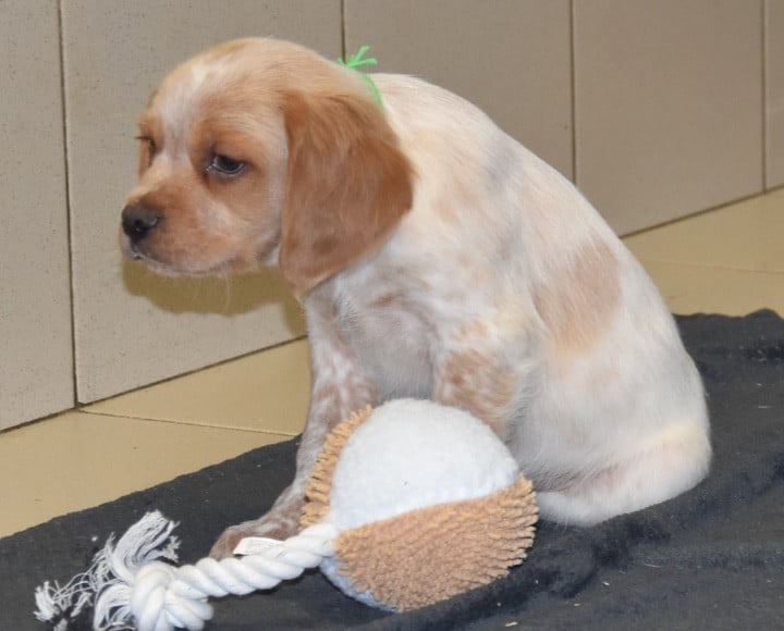 A..................DU GRAND ETRICHER