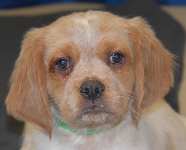 A..................DU GRAND ETRICHER