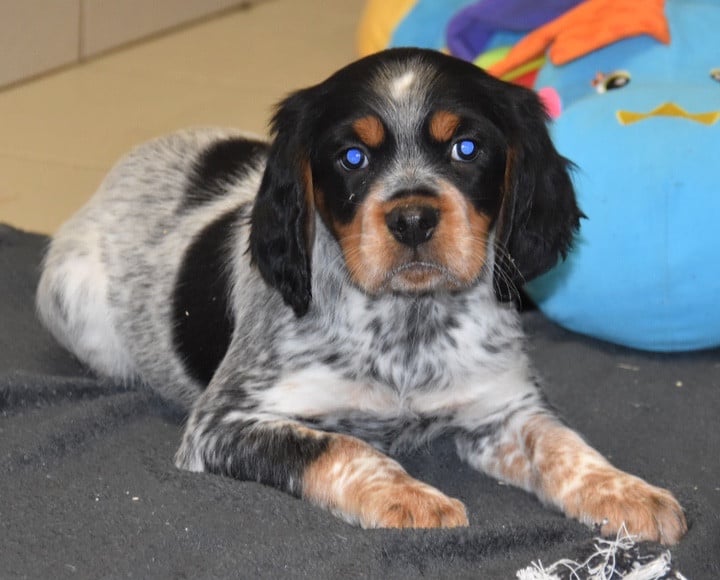 A...............DU GRAND ETRICHER