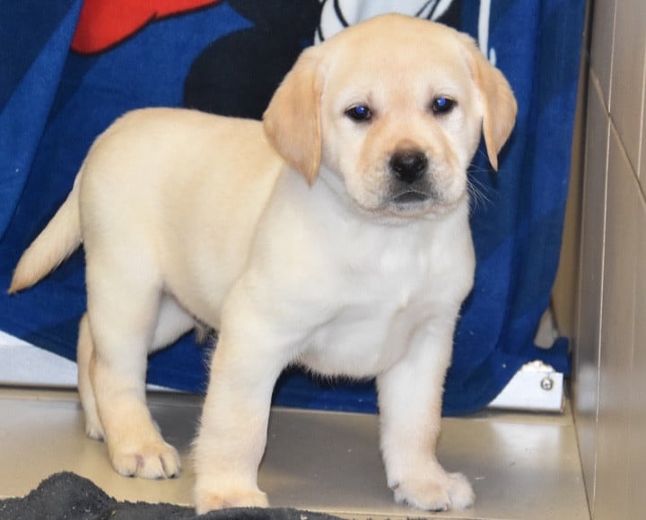 A..................DU GRAND ETRICHER