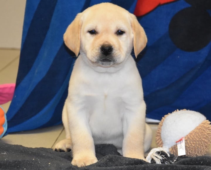 A..................DU GRAND ETRICHER